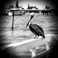 FL Wildlife 2018-001_DxO
