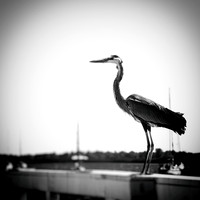 FL Wildlife 2018-002-n-l-as