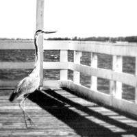FL Wildlife 2018-003-n-l-as