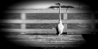FL Wildlife 2018-004_DxO-n-l-as