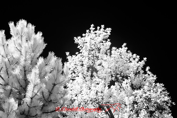 infrared-2008_041