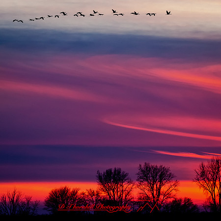 shiawassee birds 2018-013-n-l-as