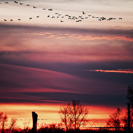 shiawassee birds 2018-016-n-l-as