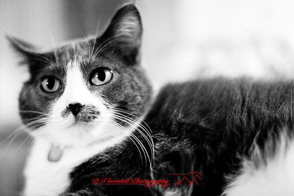 bastet_046