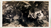 florida-march-2016-iphone-selby-gardens-006