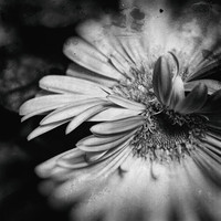 flowers-2018-1-n-l-as