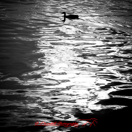 bay city-2018-random-004