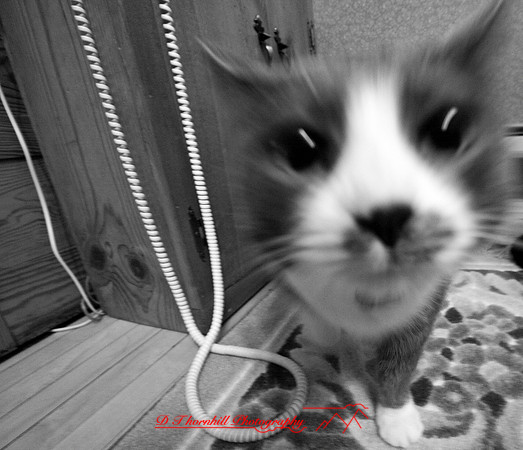 bastet_021