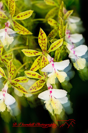 florida-flowers-2011-35