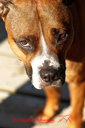 galesburg_il-images-2011-21