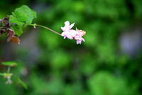 assorted-images-2006_035