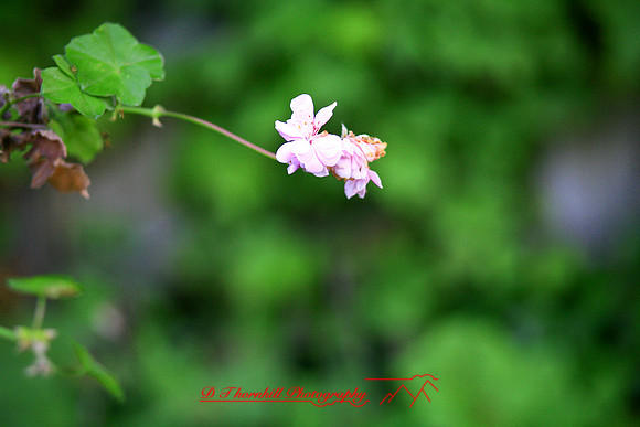 assorted-images-2006_035