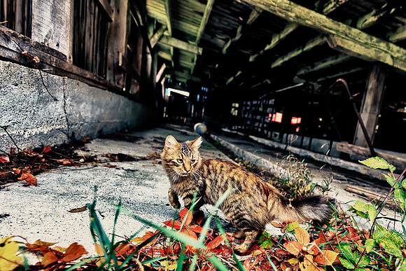 assorted_images-2011-56-nas_HDR
