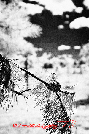 infrared-galesburg_il-2011-49-nas