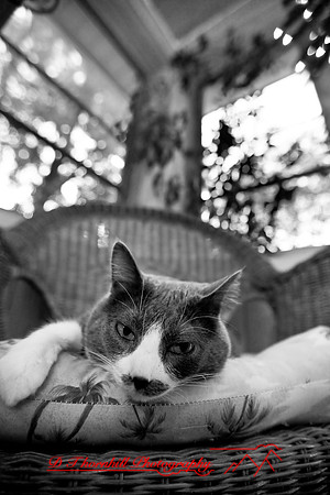 bastet_053