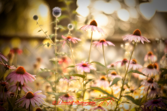 flowers-2008_29.jpg
