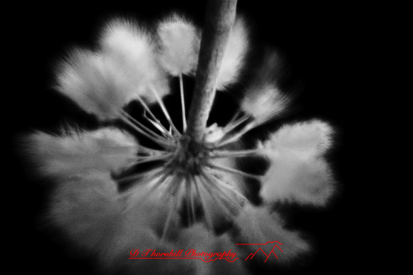 florida-2009-nature-infrared_28.jpg