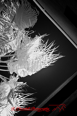 florida-2009-images-infrared_06.jpg