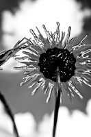 dow-gardens-infrared-2011-01