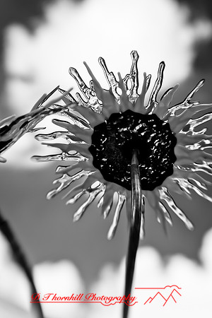 dow-gardens-infrared-2011-01