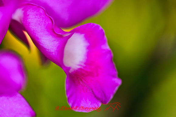 florida-flowers-2011-27-nik