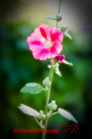 flowers-2008_33.jpg