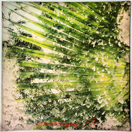 florida-march-2015-iphone-multi_exposure-015