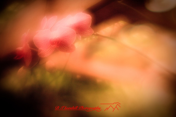 florida-2010-flowers_08