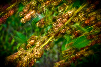 florida-nature-images-2011-18