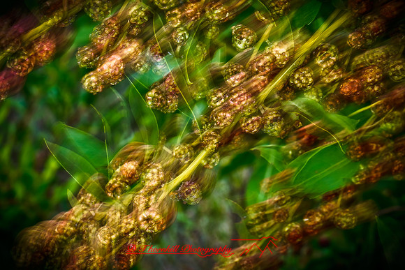 florida-nature-images-2011-18