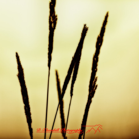shaiawasses-may-2013-24-nas