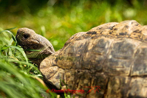 saginaw-zoo-2011-15