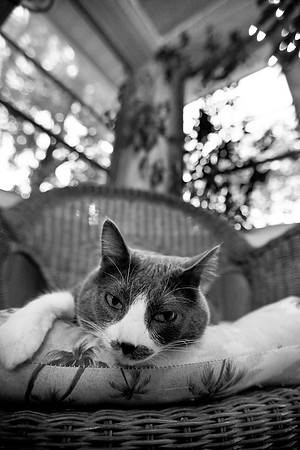 bastet_053
