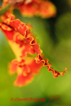 florida-flowers-2011-30