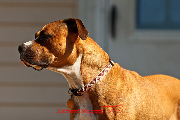 galesburg_il-images-2011-18