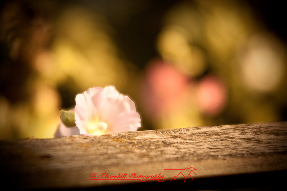 flowers-2008_25.jpg