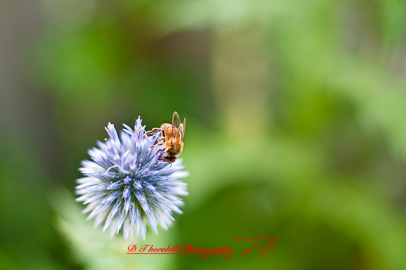 flowers-2008_08.jpg