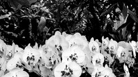 florida-march-2016-iphone-selby-gardens-002