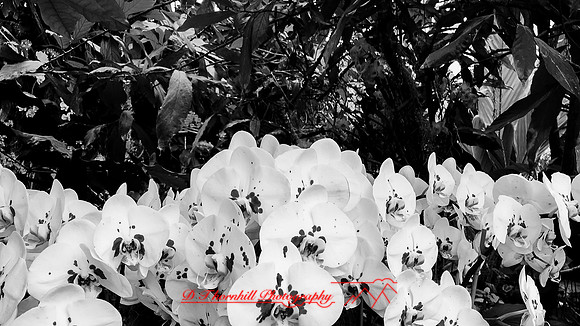 florida-march-2016-iphone-selby-gardens-002