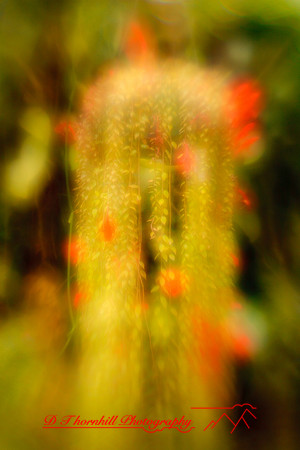florida-2010-flowers_09