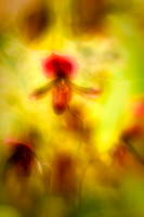 florida-2010-flowers_13