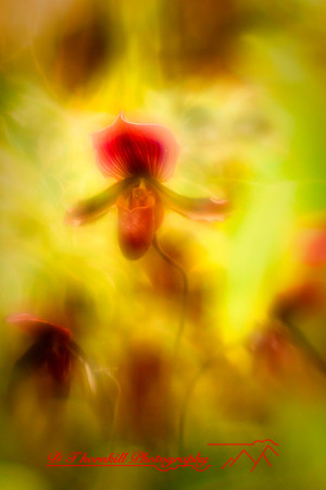 florida-2010-flowers_13