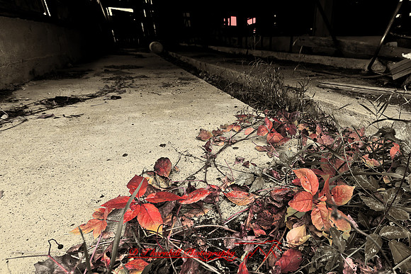 assorted_images-2011-57-nas