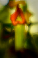 florida-2010-flowers_05