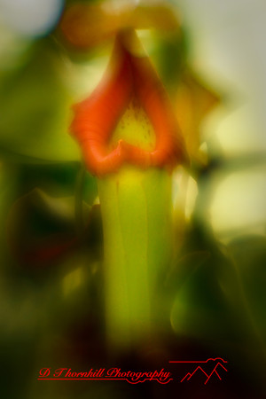florida-2010-flowers_05