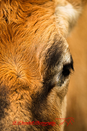 saginaw-zoo-2011-13