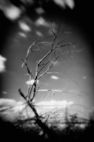 Bay City Stat Park - pinhole - 2022 - 005-nik-ps-ai