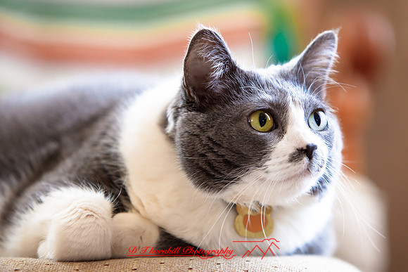 bastet_070