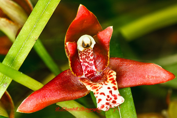 florida-flowers-2011-34