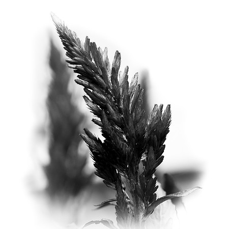 flowers-2018-13